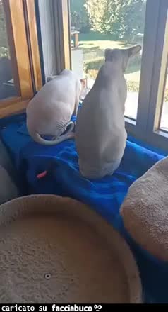 Gif Animata