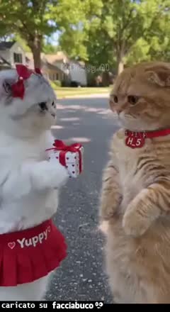 Gif Animata