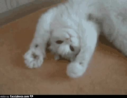 gif animata