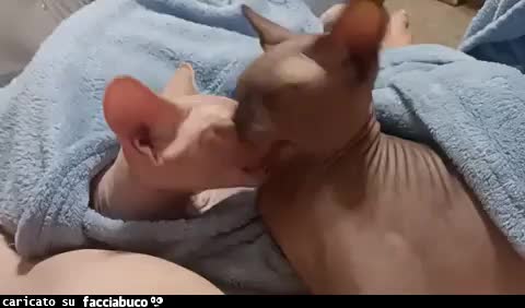 Gif Animata