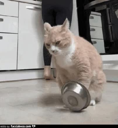 gif animata