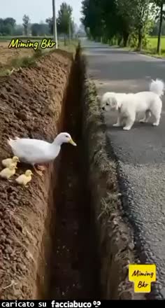 Gif Animata