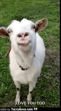 gif animata