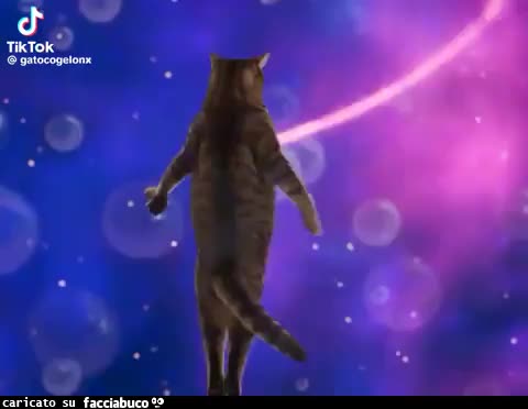 Gif Animata