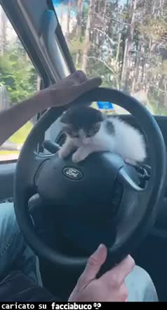 Gif Animata