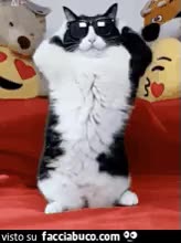 gif animata