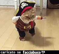 gif animata