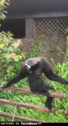 gif animata