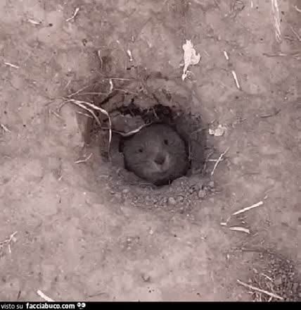 gif animata