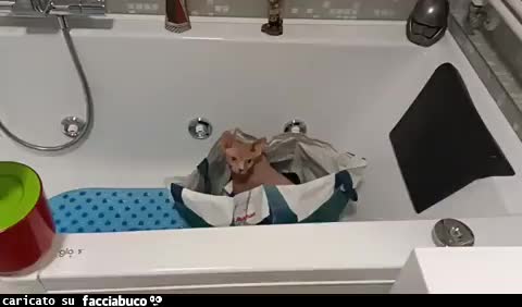Gif Animata