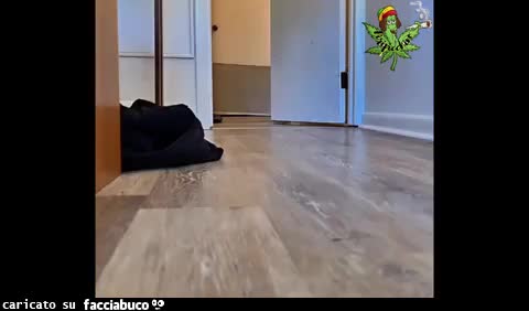 Gif Animata