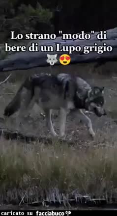 gif animata