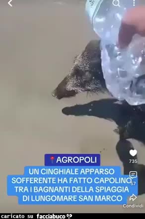 Gif Animata