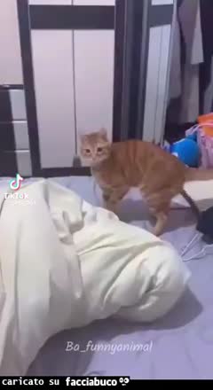 Gif Animata