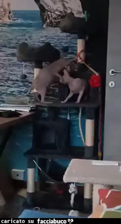 Gif Animata