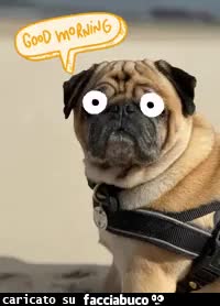 gif animata