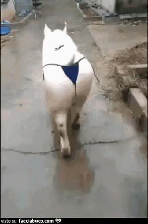 gif animata