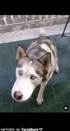 Gif Animata