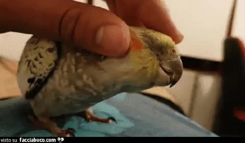 gif animata
