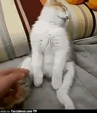 gif animata
