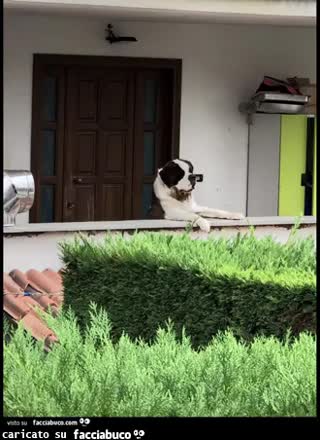 gif animata