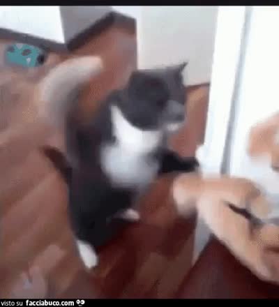 gif animata