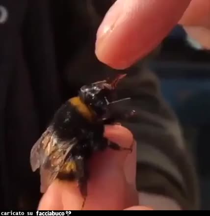 Gif Animata