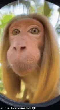 gif animata