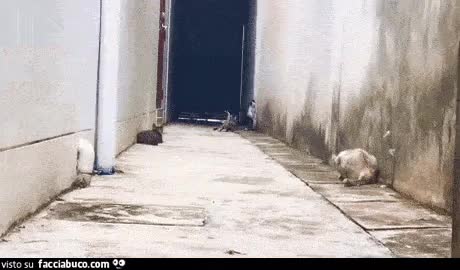 gif animata