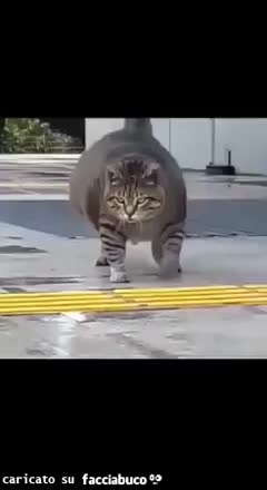 Gif Animata