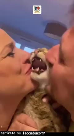 Gif Animata