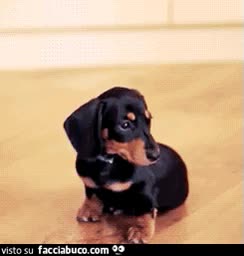 gif animata