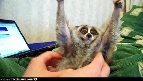 gif animata