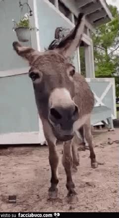 gif animata