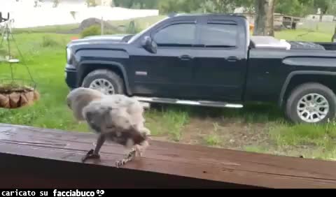 Gif Animata