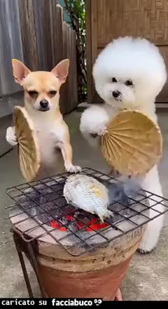gif animata