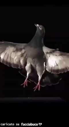 Gif Animata