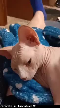 Gif Animata