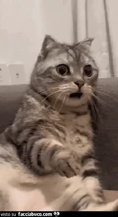 gif animata