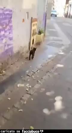 Gif Animata