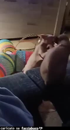 Gif Animata