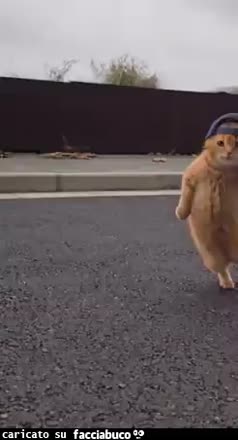 gif animata