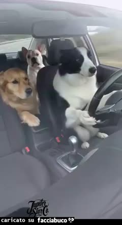 Gif Animata