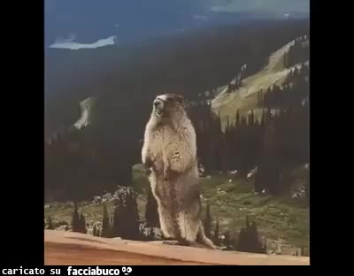 gif animata