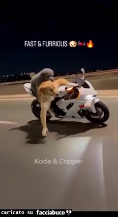 Gif Animata