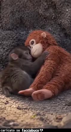 Gif Animata