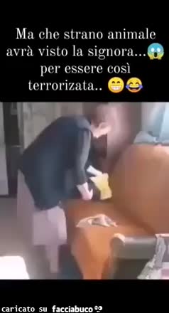 Gif Animata