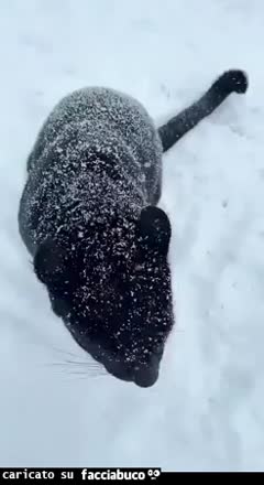 Gif Animata