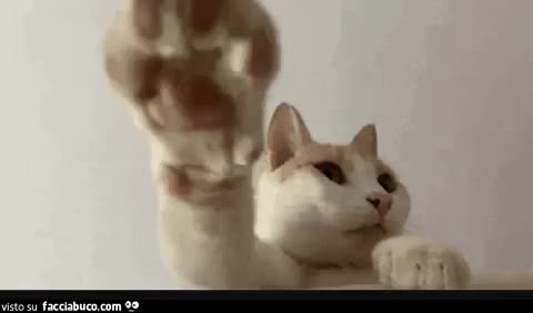 gif animata