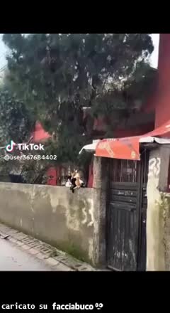 Gif Animata